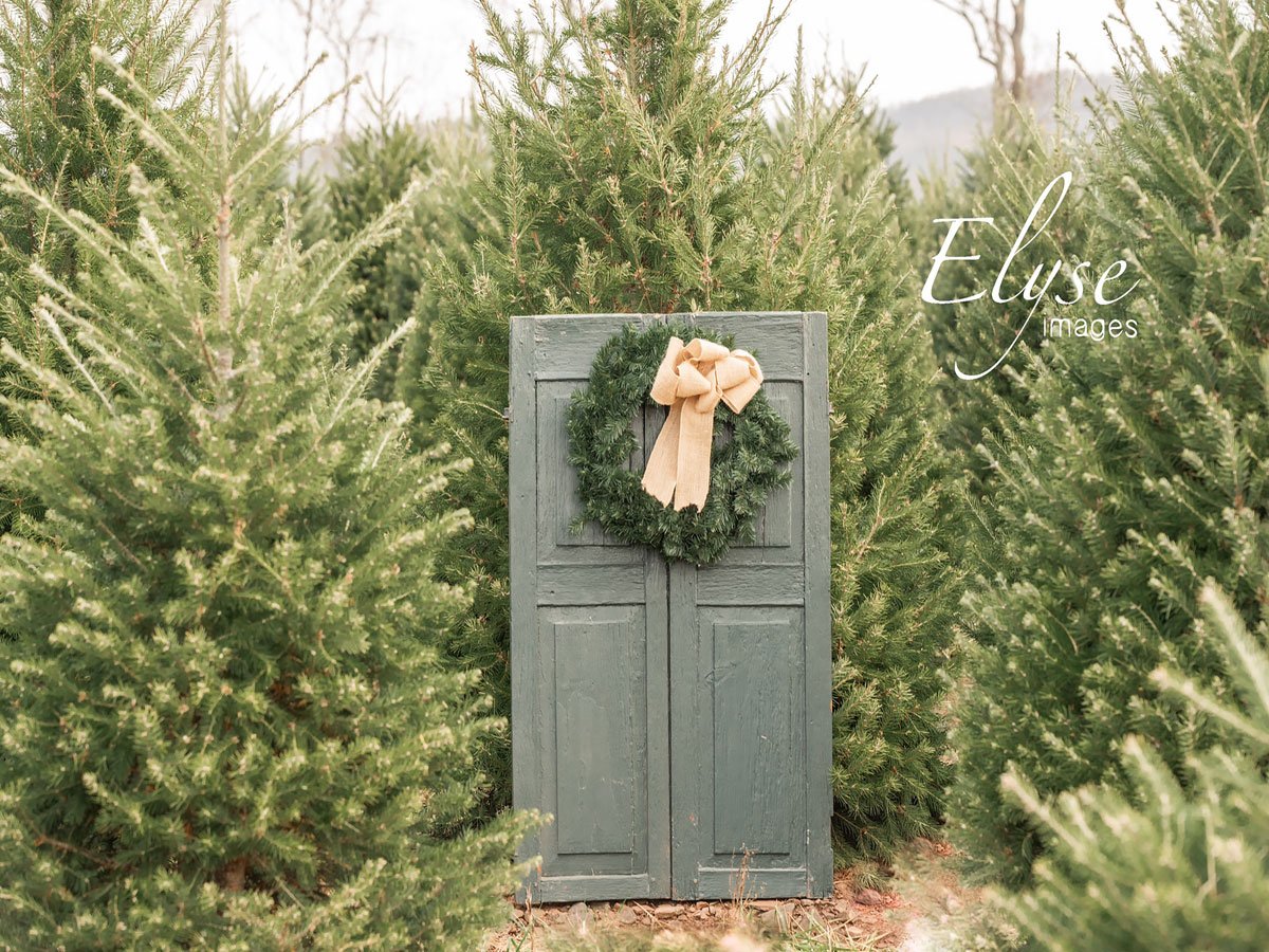 Kate Christmas Trees Outdoor Backdrop Elyse images by Danielle Fishbein
