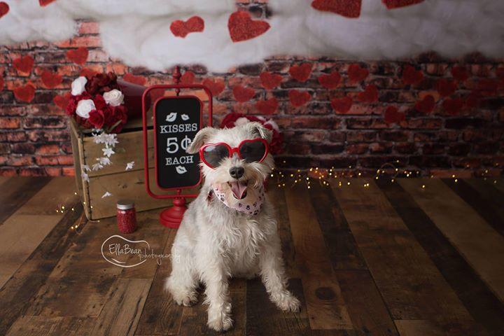Kate Dark Brick with Red Hearts Valentine's Day Backdrop for Photography designed by Jerry_Sina -UK