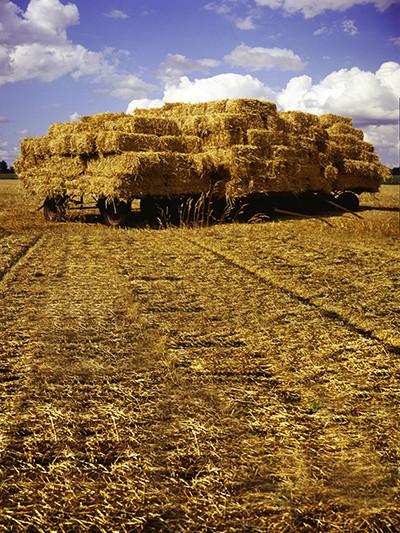 Kate Autumn Harvest Pasture View Backdrop for Photography - Kate backdrops UK