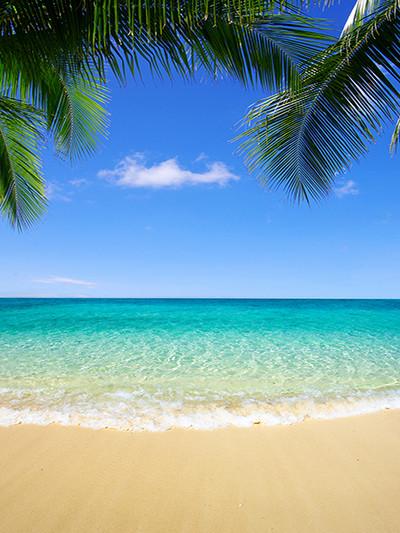 Katebackdrop£ºKate Sea Beach Palm Tree Blue Cloud Background For Photography