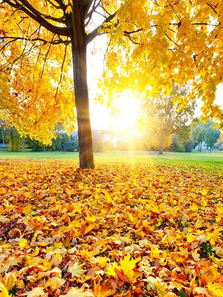 Kate Autumn Scenery Tree Falls Leaves Sunset Backdrop - Kate backdrop UK