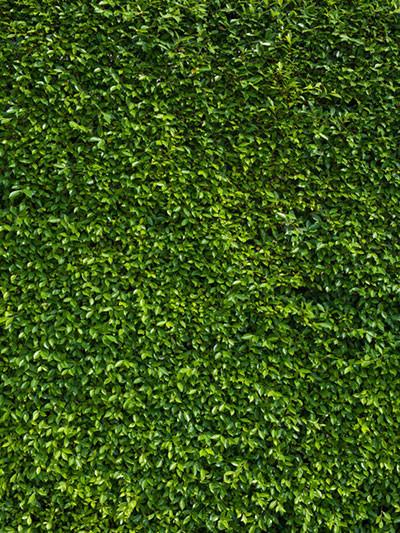 Katebackdrop：Kate Spring Scenery Green Grass Photography Backdrops