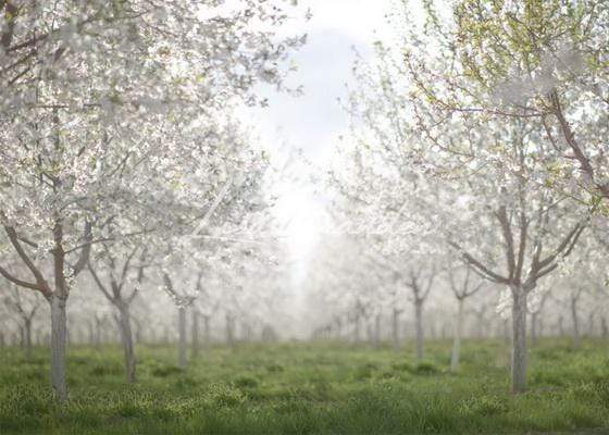 Katebackdrop¡êoKate Spring Orchard in White Backdrop for Photography Designed by Lisa Granden