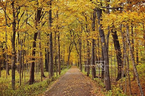Kate Autumn Backdrop Yellow Trees Path Designed by Mandy Ringe Photography