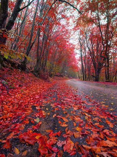 Kate Autumn Scenery Backdrop Red Deciduous Leaves Photography Props - Kate backdrops UK