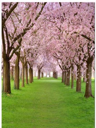 Katebackdrop：Kate Spring Scenery Grass With Pink Flowers Backdrop