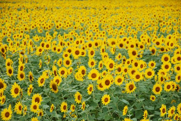 Kate Sunflower Field Backdrop for Summer Photography