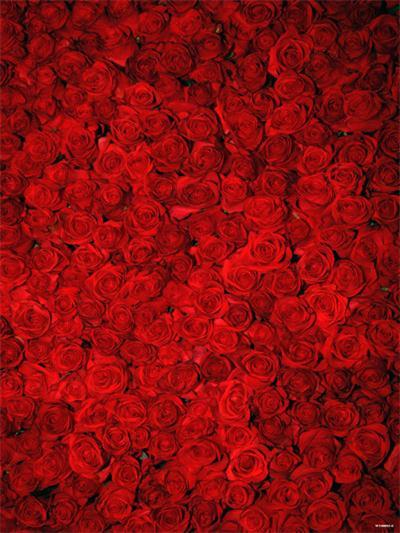Katebackdrop：Kate Red Roses Explosion Floral Photography Holiday Backgrounds