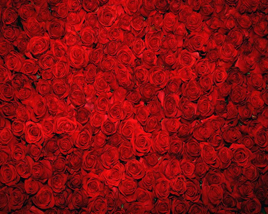 Kate Red Rose Wedding Backdrop for party photos - Kate backdrop UK