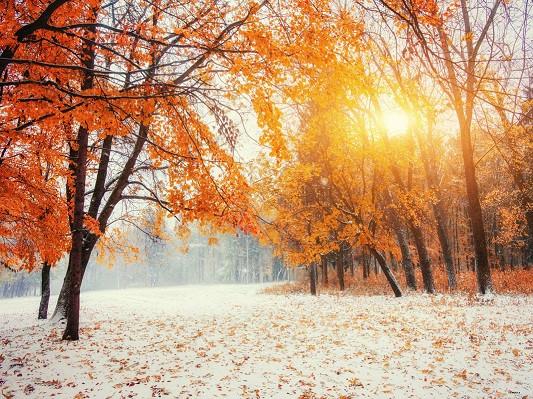 Katebackdrop£ºKate Sunshine Winter Scenic Photography Backdrops Maple Leaves Tree