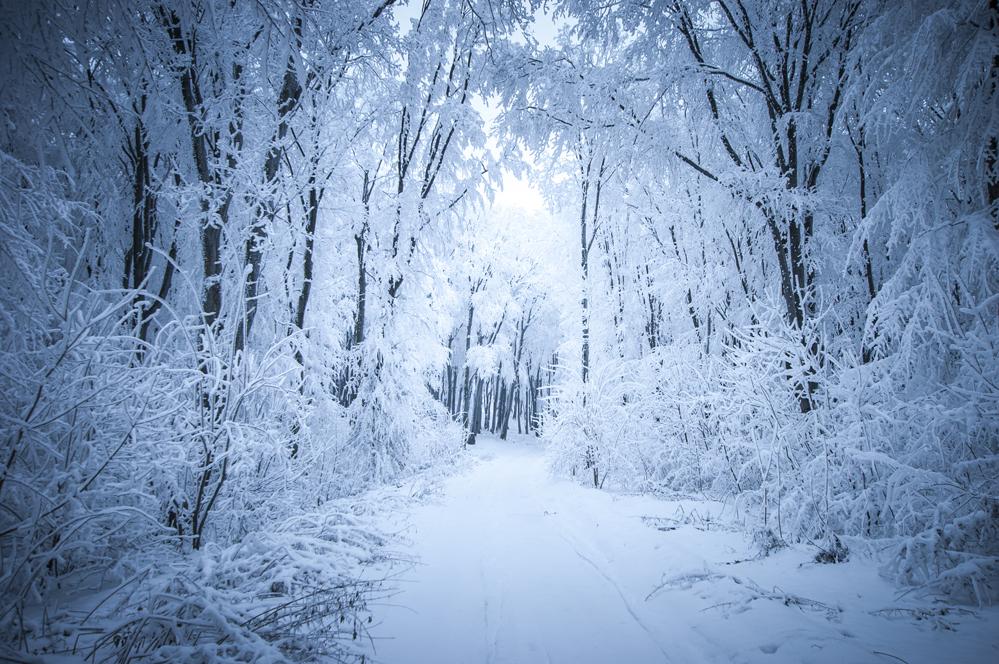 Kate Frozen Forest Backdrop Snow Road Winter Background for Photography - Kate backdrop UK