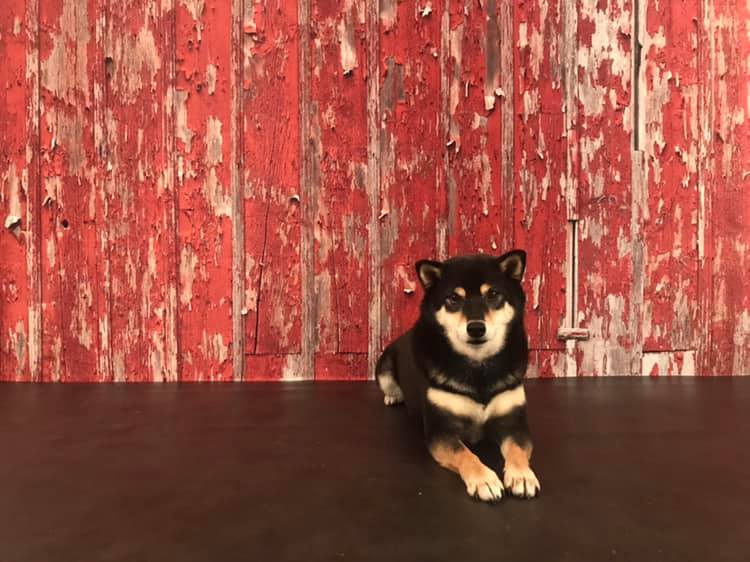 Kate Rustic Red Barn Wood Backdrop for Photography Designed By Mandy Ringe Photography